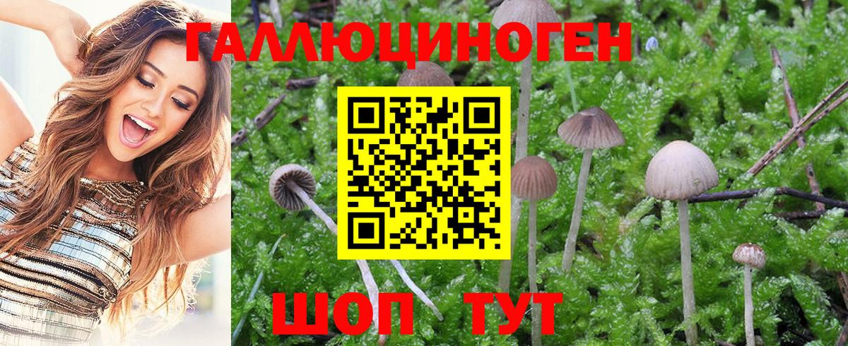Псилоцибиновые грибы MAGIC MUSHROOMS Губаха